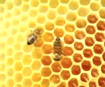 Turkish Natural Organic Karakovan Honeycombs Honey - EÄricayÄ±r