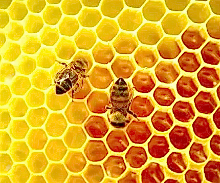 Turkish Natural Organic Karakovan Honeycombs Honey - EÄricayÄ±r