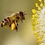 Arifoğlu Organic and Natural Pollen 100g. (3.53oz)